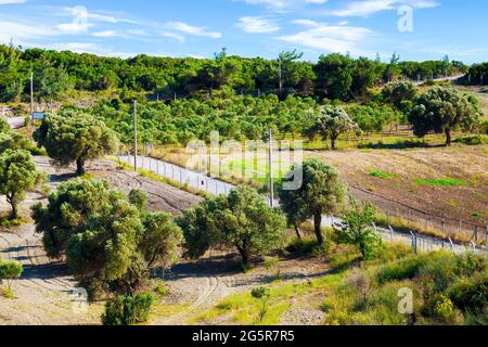 Olivenbäume Feld in Urla, İzmir, Türkei. Blick von oben. Stockfoto