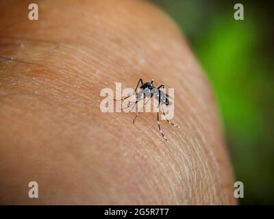 Aedes aegypti, die Gelbfiebermücke, die auf einen Mann beißt Stockfoto