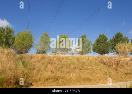 Gruppe von Bäumen auf einem kleinen Hang, mit grünen immergrünen Blättern vor einem Hintergrund von blauem Himmel. Stockfoto