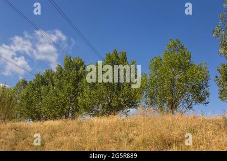 Gruppe von Bäumen auf einem kleinen Hang, mit grünen immergrünen Blättern vor einem Hintergrund von blauem Himmel. Stockfoto