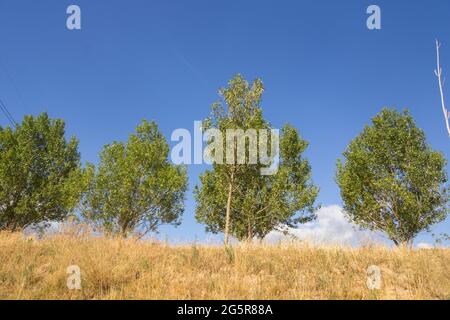 Gruppe von Bäumen auf einem kleinen Hang, mit grünen immergrünen Blättern vor einem Hintergrund von blauem Himmel. Stockfoto