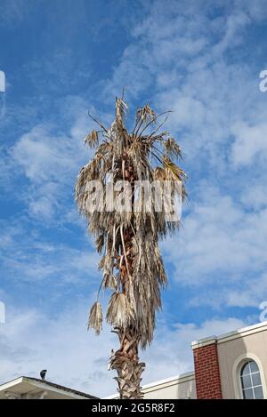 Sabal-Palmen in Alachua, Florida, leiden unter der Lethal Bronzing-Krankheit. Stockfoto