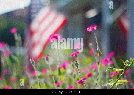 Zahlreiche Rosen-Campion-Blumen in einem Garten Stockfoto