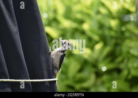 An einem sonnigen Tag im Juni in Mid-Wales, Großbritannien, klammert sich der Jungtier-Buntspecht (Dendrocopos major) an der rechten Seite einer Sonnenschirmabdeckung Stockfoto