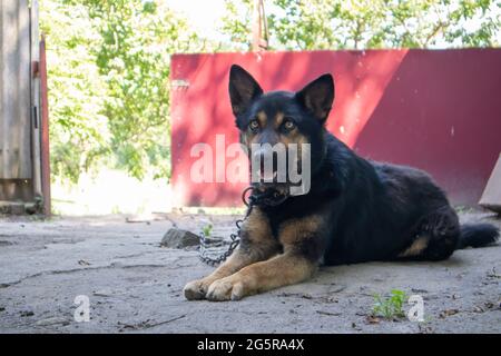 Ein gutherzig reinrassiger Hund auf einer Kette im Hof im Dorf. Im Sommer bewacht ein häusliches Wachtier auf der Straße das Haus an der Leine. Verketteten Hund ein Stockfoto