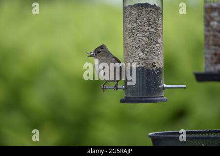 Nahaufnahme eines weiblichen Common Chaffinch (Phylloscopus collybita), der auf dem Haken einer Sonnenblumen-Herz-Zuckerküche mit Samen im Schnabel gegen Grün thront Stockfoto