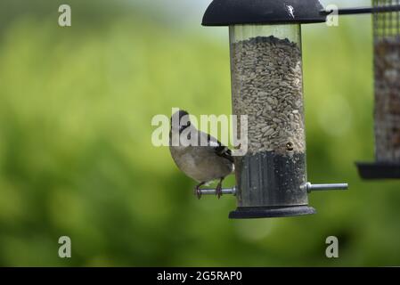 Nahaufnahme eines weiblichen Common Chaffinch (Phylloscopus collybita), der der Kamera gegenübersteht, während er im Juni auf dem Haken einer Sonnenblume-Herzstation in Wales thront Stockfoto