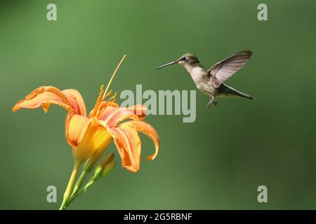 Weibliche Rubinkehlige Kolibri, die sich an einer Daylilienblume ernährt Stockfoto