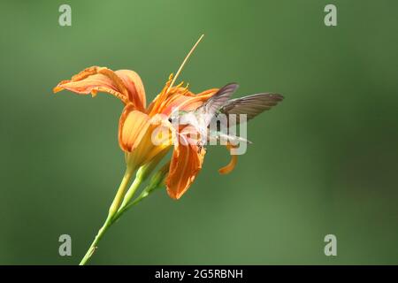 Weibliche Rubinkehlige Kolibri, die sich an einer Daylilienblume ernährt Stockfoto