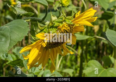 Große gelbe Sonnenblume in voller Blüte, die an einem heißen Tag in der Nähe des Sommers in der hellen Sonne absinkt Stockfoto
