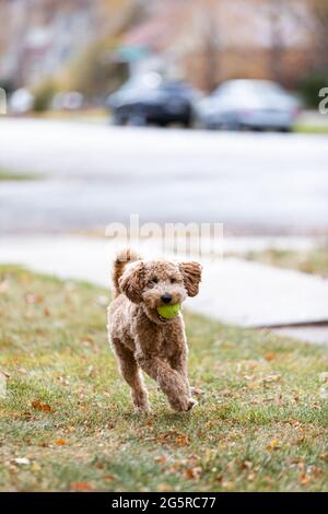 Ein entzückender junger Welpe labradoodle läuft im Hof draußen spielen holen mit einem grünen Tennisball im Herbst Stockfoto