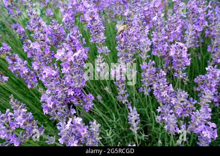 Lavendel, Garten in Berlin Stockfoto