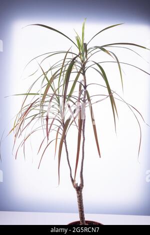 dracaena Blume mit Blättern auf weißem Hintergrund. Stockfoto