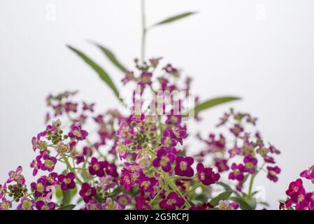 Makro-Foto von roten kleinen Blumen auf einem weißen Hintergrund Rosa weiße fuchsia Makro-Fotografie. Weiß rosa kleine Blume Garten Fotografie Hintergrund. Stockfoto