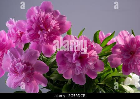Nahaufnahme Bouquet von frischen rosa Pfingstrosen Blumen auf grauem Hintergrund. Stockfoto