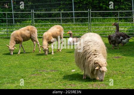 Stadtpark Witthausbusch, Tiergehege, Arche Park, Mülheim an der Ruhr, NRW, Deutschland Stockfoto