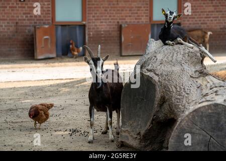 Stadtpark Witthausbusch, Tiergehege, Arche Park, Mülheim an der Ruhr, NRW, Deutschland Stockfoto