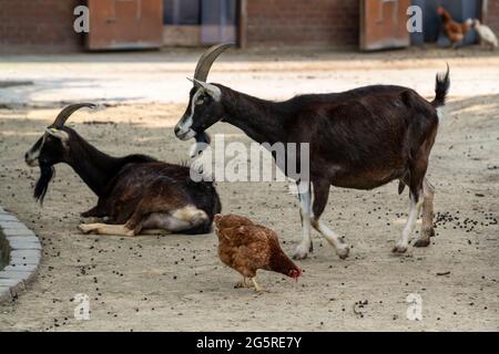 Stadtpark Witthausbusch, Tiergehege, Arche Park, Mülheim an der Ruhr, NRW, Deutschland Stockfoto