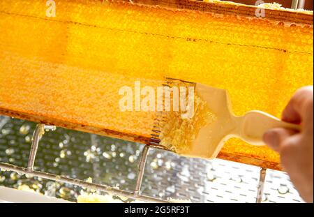 Detailansicht des Hobby-Imkers, der Honig aus der Wabe extrahiert und mit der Gabel abklatscht. Holzrahmen aus Honigbiene auf einem nicht aufschließenden Tablett Stockfoto
