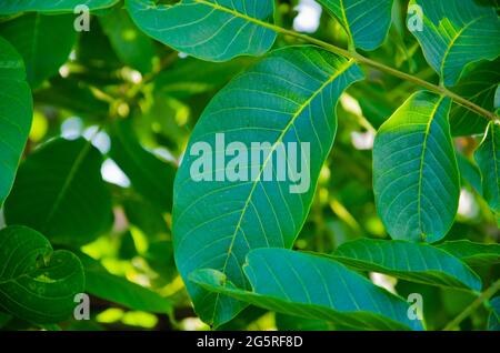 Grüne Natur Hintergrund. Leuchtend grüne Blätter mit verschwommenem Hintergrund. Frisches Laub Hintergrund. Corylus avellana, die gemeinsamen Haselnussblätter. Stockfoto