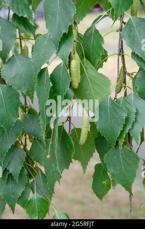 Schöne sonnige Sicht auf die Birkenzweige. Knospen und leuchtend grüne, kleine Blätter gedeihen. Dekorative Birkenblüte – lange, schlanke Kätzchen hängen am Ast Stockfoto