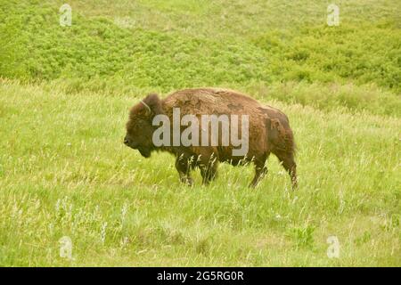 Bison grasen im Custer State Park auf dem Wildlife Loop Drive durch das Grasland. Tierbeobachtung in Custer, South Dakota, USA Stockfoto