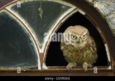 Eine Nahaufnahme einer kleinen Eule (Athene noctua), die im zerbrochenen Fenster einer alten Scheune thront Stockfoto