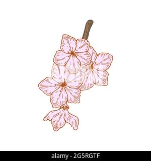Handgezeichneter Pfirsichzweig mit isolierten Blumen auf weißem Hintergrund. Vektorgrafik im Skizzenstil Stock Vektor