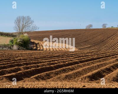 Starke geometrische Repetition Form Streifen Muster in Kurven und Linien in einem gepflügten Seed Feld an der goldenen Stundenseite hartes Licht unter klarem blauen Himmel Stockfoto