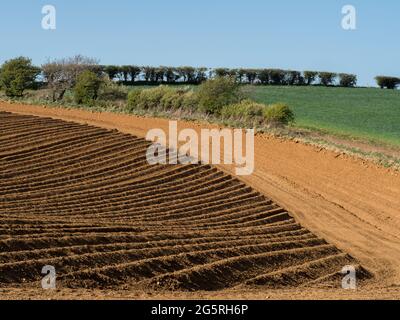 Starke geometrische Repetition Form Streifen Muster in Kurven und Linien in einem gepflügten Seed Feld an der goldenen Stundenseite hartes Licht unter klarem blauen Himmel Stockfoto