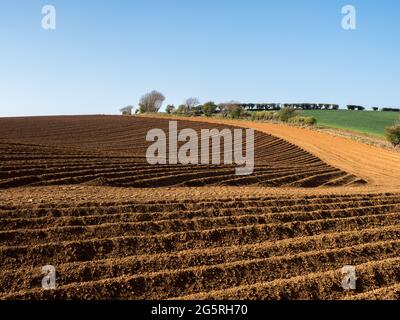 Starke geometrische Repetition Form Streifen Muster in Kurven und Linien in einem gepflügten Seed Feld an der goldenen Stundenseite hartes Licht unter klarem blauen Himmel Stockfoto