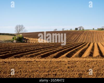 Starke geometrische Repetition Form Streifen Muster in Kurven und Linien in einem gepflügten Seed Feld an der goldenen Stundenseite hartes Licht unter klarem blauen Himmel Stockfoto