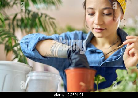 Portrait einer Frau, die Blumentopf für die Pflanzentransplantation vorbereitet, die zu Hause am Schreibtisch im Wohnzimmer sitzt Stockfoto