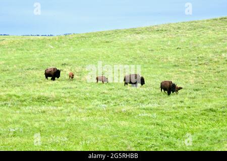 Bison grasen im Custer State Park auf dem Wildlife Loop Drive durch das Grasland. Tierbeobachtung in Custer, South Dakota, USA Stockfoto