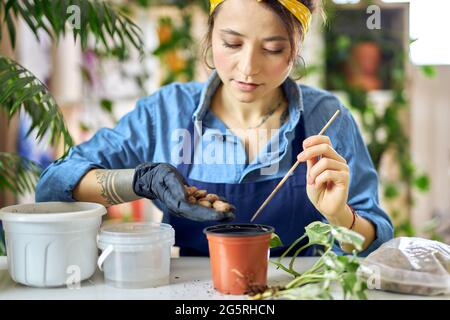 Junge Frau gießt Drainage in Blumentopf, während sie sich auf die Pflanzentransplantation im Wohnzimmer zu Hause vorbereitet Stockfoto