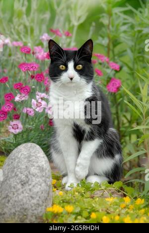 Europäische Kurzhaar-Katze, Smoking-Muster schwarz und weiß zweifarbig, posiert in einem Garten mit rosa und gelben Blüten Stockfoto