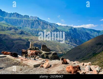 Kuh auf Wiese. Ländliche Zusammensetzung. Stockfoto