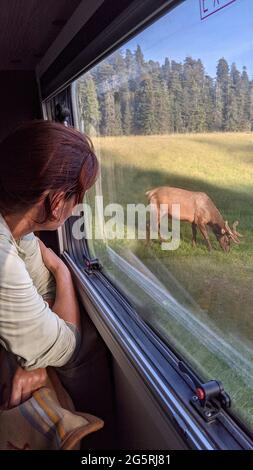 USA, Kalifornien, Nordküste, Humboldt County, Faire Creek Redwoods, State Park, Elch, Camping, Stockfoto