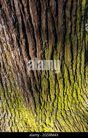 England, London, Greenwich, Greenwich Park, The Flower Garden, Nahaufnahme von Oak Tree Bark Stockfoto