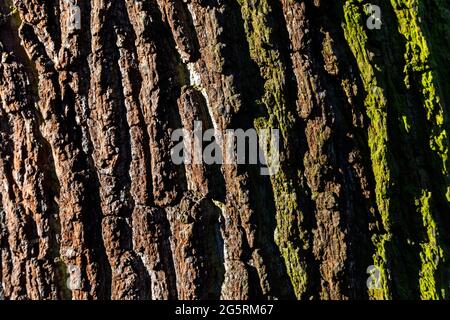 England, London, Greenwich, Greenwich Park, The Flower Garden, Nahaufnahme von Oak Tree Bark Stockfoto