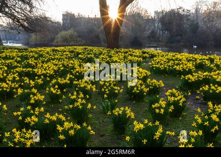 England, London, Westminster, St.James's Park, Daffodils im Frühling Stockfoto