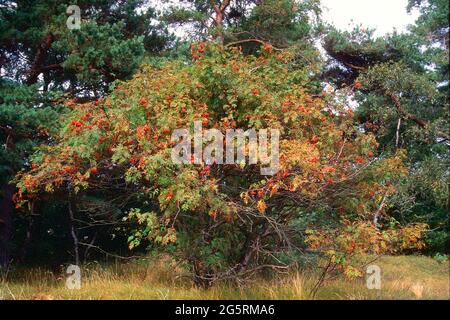 Vogelbeerbaum, Sorbus aucuparia, Rosaceae, rote Beeren, Baum Pflanze, Kanton Graubünden, Schweiz Stockfoto