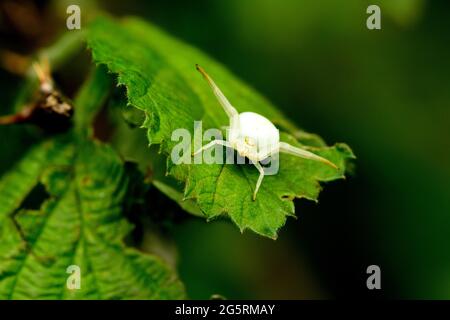 Änderliche Krabbenspinne, Misumena vatia, Thomisidae, Spinne, frisst Fliege, Insekt, Tier, Klettgau, Naturpark, Kanton Schaffhausen, Schweiz Stockfoto