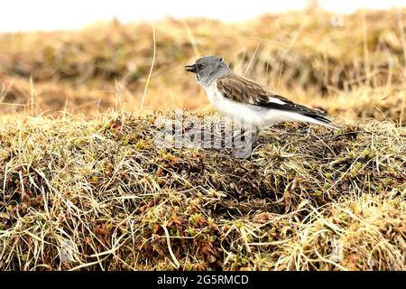 Schneesperling, Montifringilla nivalis, Passeridae, Vogel, Tier, Splügenpass, Passhöhe, Kanton Graubünden, Schweiz Stockfoto