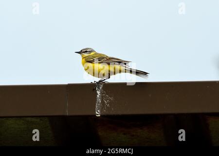 Schafstelze, Motacilla flava, Motacillidae, Männchen, Vogel, Tier, bei Kerzers, Kanton Freiburg, Schweiz Stockfoto