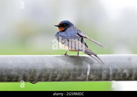 Rauchschwalbe, Hirundo rustica, Hirundinidae, im Regen, Vogel, Tier, bei Kerzers, Kanton Freiburg, Schweiz Stockfoto
