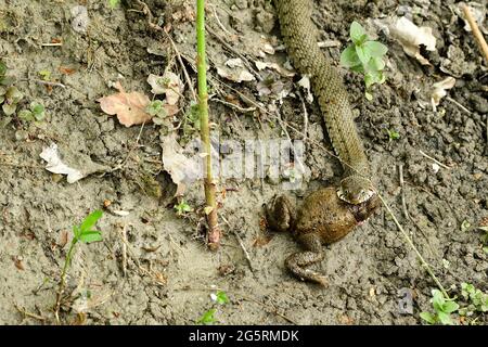 Ringelnatter, Natrix natrix, Colubridae, lange, reptil, Verschlingt Erdkröte, Bufo bufo, Bufonidae, Amphibie, Tier, La Sauge, Naturreservat, Feucht Stockfoto