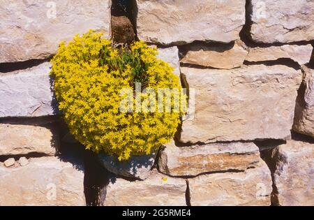 Milder Mauerpfeffer, Sedum sexangulare, Crassulaceae, blühend, Blüten, In Steinmauer, Hallauer Berg, Klettgau, Naturpark, Kanton Schaffhausen, Schweiz Stockfoto