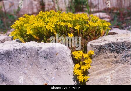 Milder Mauerpfeffer, Sedum sexangulare, Crassulaceae, blühend, Blüten, In Steinmauer, Hallauer Berg, Klettgau, Naturpark, Kanton Schaffhausen, Schweiz Stockfoto