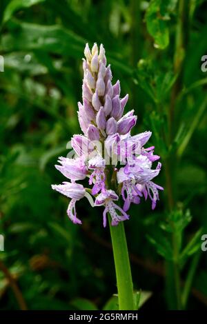 Helm-Knabenkraut, Orchis militaris, Orchidaceae, Blütenstand, Blüten, Tautropfen, Orchidee, Blume, Pflanze, Munté, Naturreservat, Feuchtgebiet, Cazis, Stockfoto